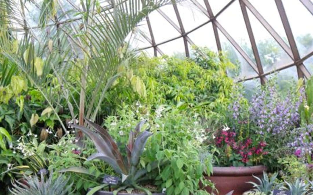 Plants We Love: Mangave