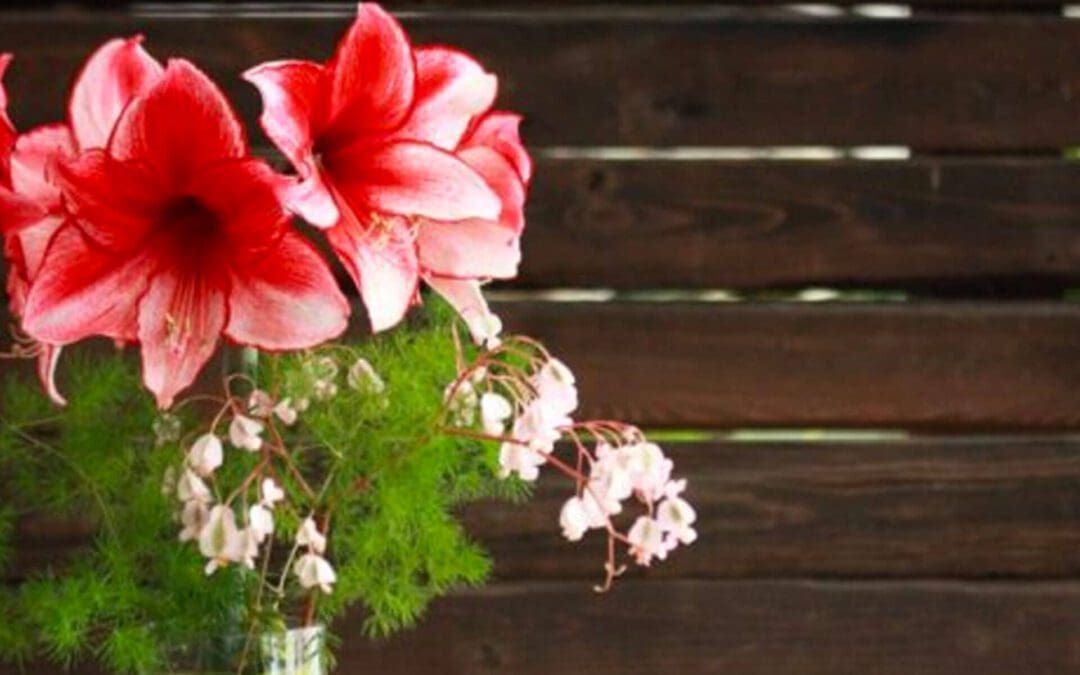 Our Amaryllis Picks