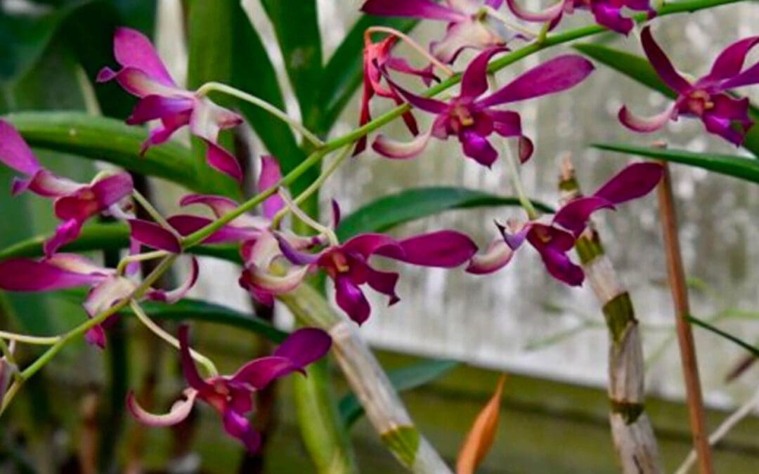 Orchids: Planting and Care Tips