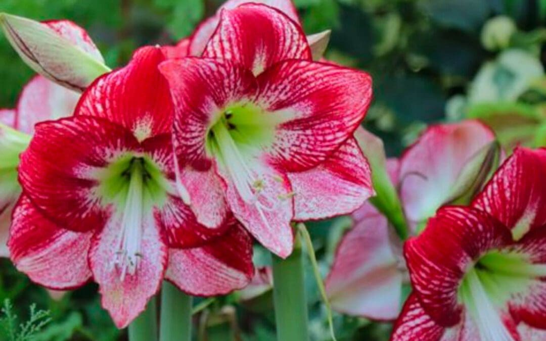 Amaryllis: Planting and Care Tips