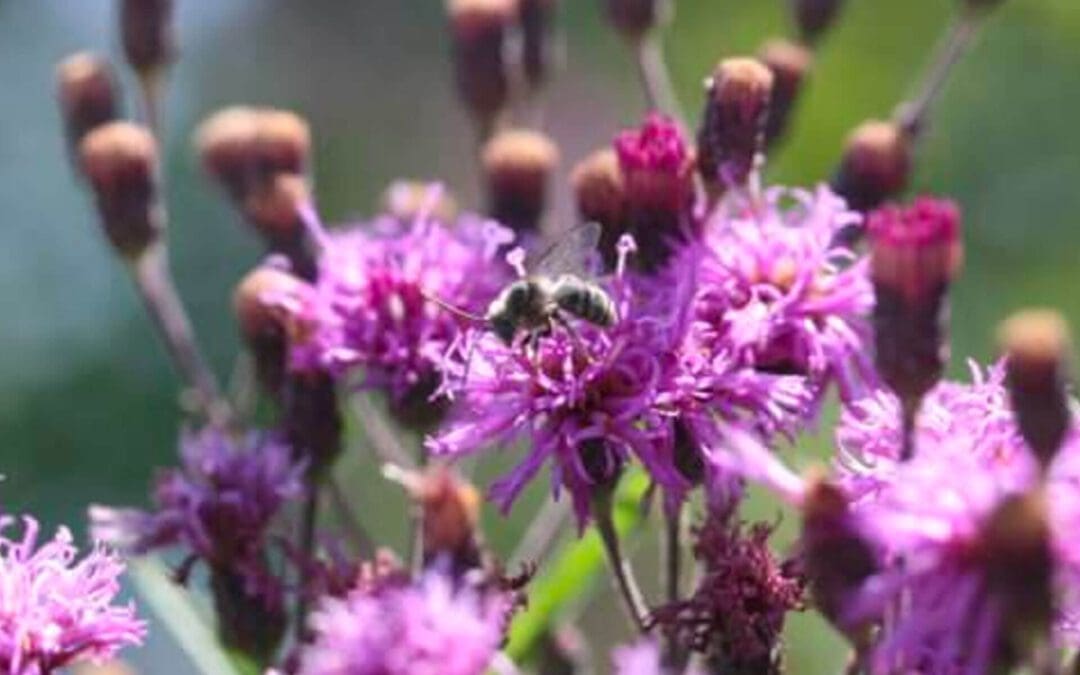 Overwintering: Ways to Protect Native Bees