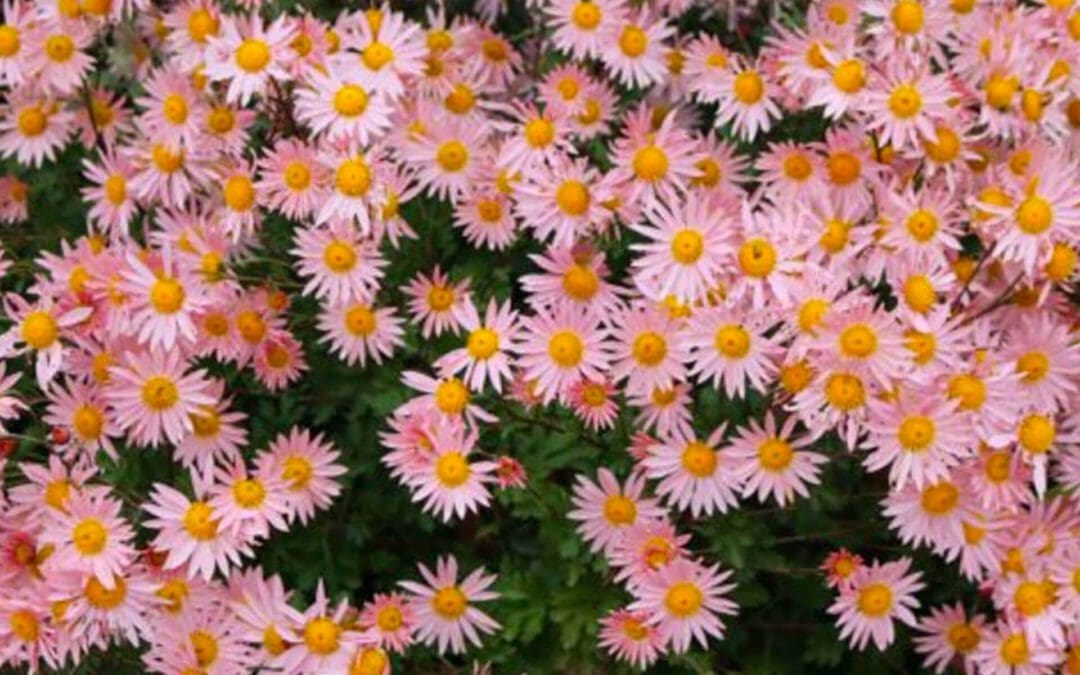 Fall Gardening Tips: Houseplants, Bulbs and More