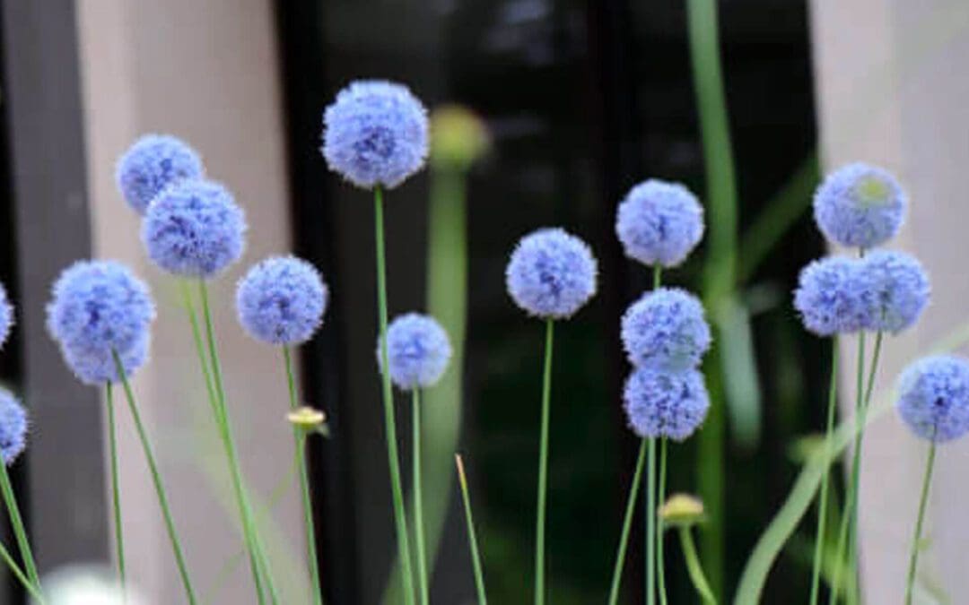 Alliums We Love: 7 Picks for Constant Blooms