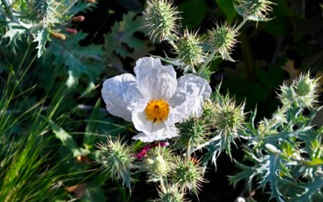 The Native Annuals Project