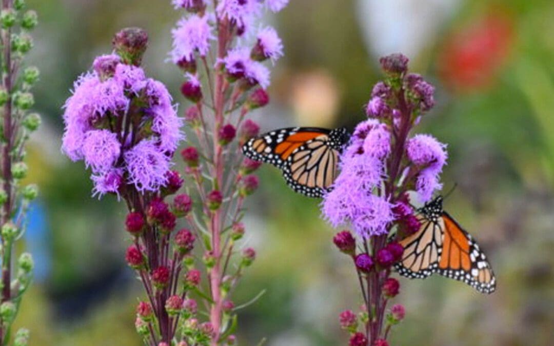 Fall Perennial & Bulb Market: 4 Plant Highlights