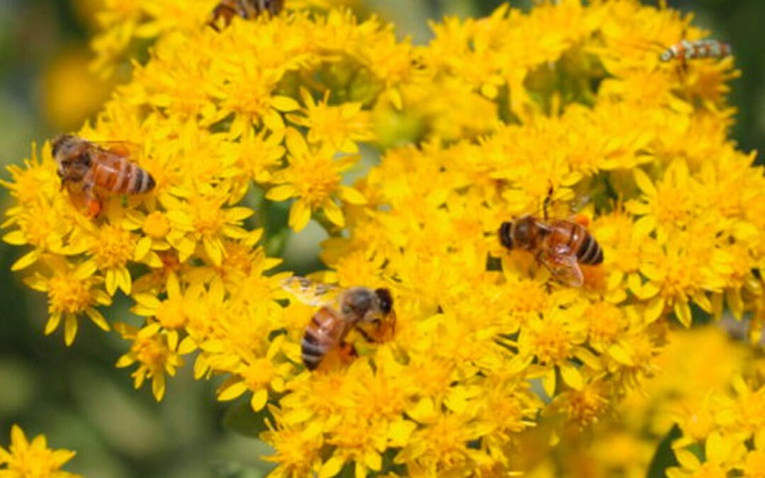 Pollinator Plant We Love: Goldenrod
