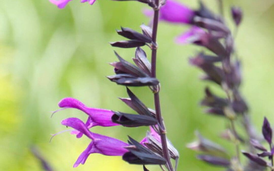 Purple Passion: 5 Flower Favorites