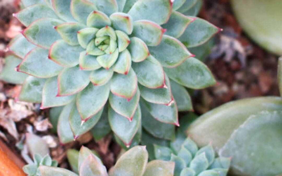 Succulent Care Secrets