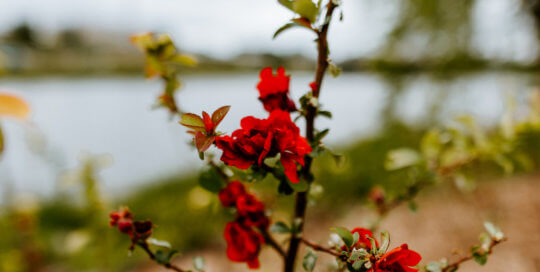 Chaenomeles speciosa ‘Scarlet Storm’ blooms in the Robert D. Ray Asian Garden.