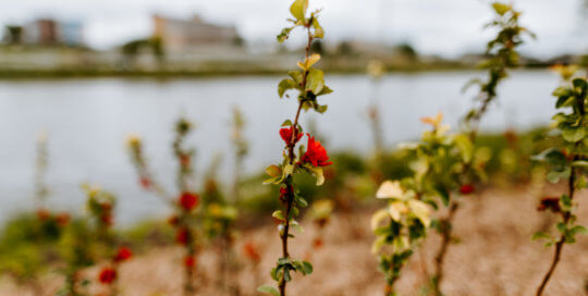 Chaenomeles speciosa ‘Scarlet Storm’ in the Robert D. Ray Asian Garden.