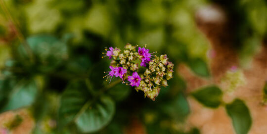 Mirabilis nyctaginea 'wild four o'clock' begins to bloom in the summer.