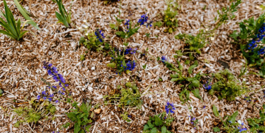 Salvia pratensis 'Twilight Serenade' blooms in the updated garden.