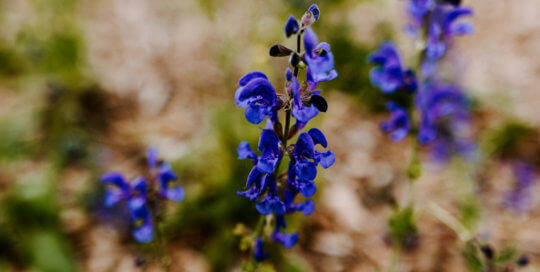 Salvia pratensis 'Twilight Serenade' adds pops of color to the garden.