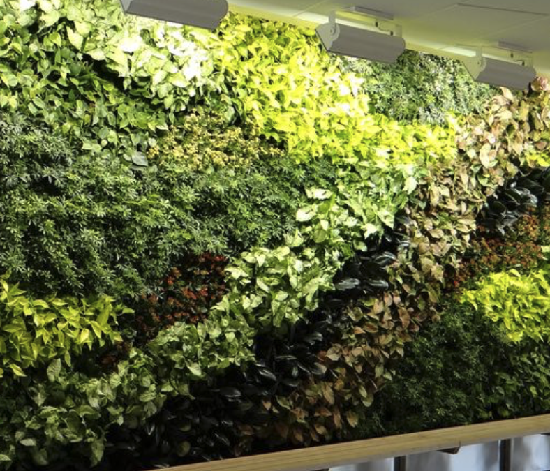 Growing a Living Wall