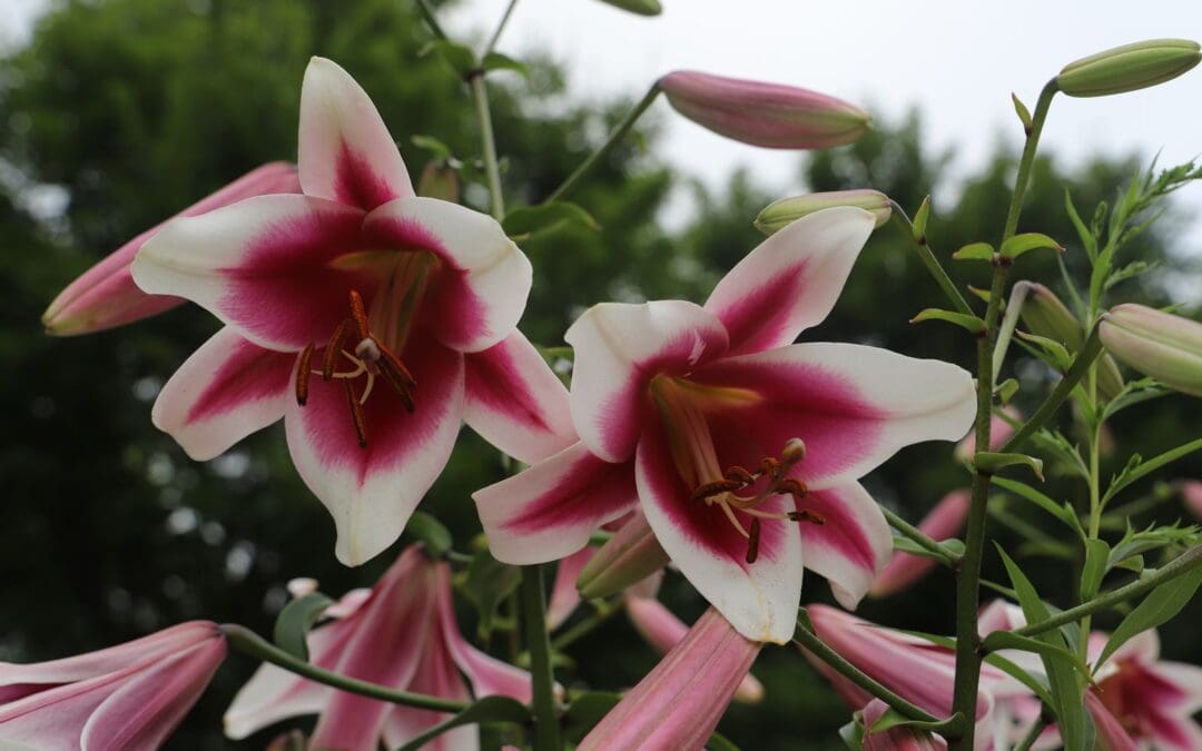 Gilding the Lily