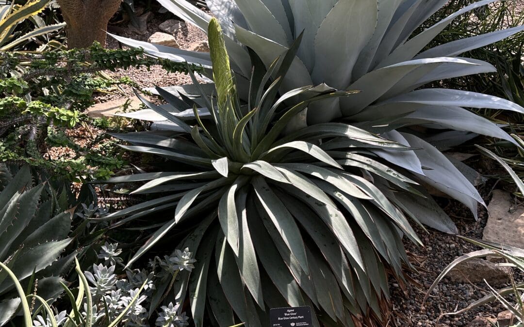 New Death Bloom at the BOOtanical Garden