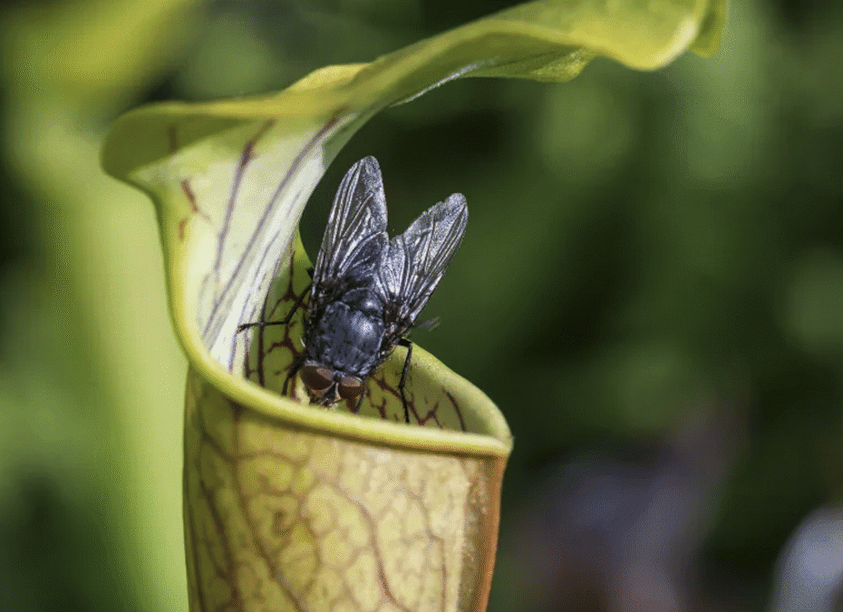 Carnivorous Plants, Creepy Crawlies & Spooky ‘Des-lights’