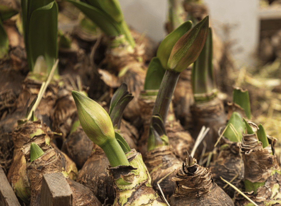 How to Plant an Amaryllis Bulb