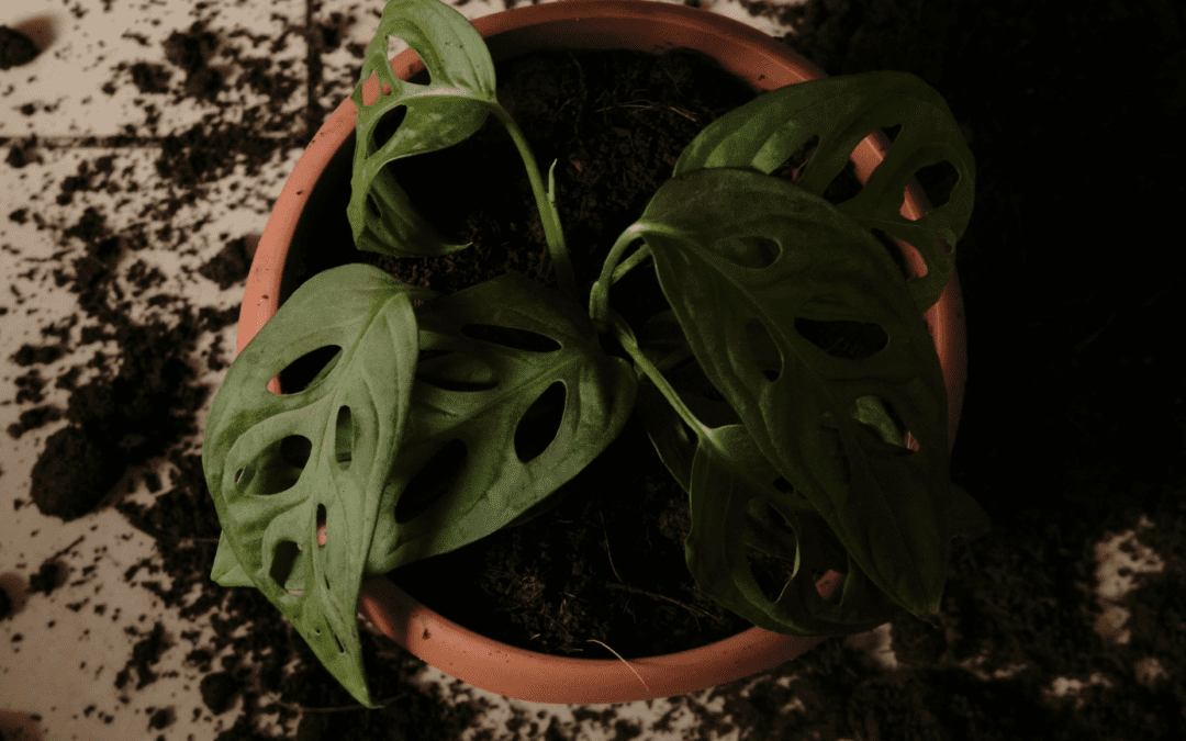 How to Transplant Houseplants