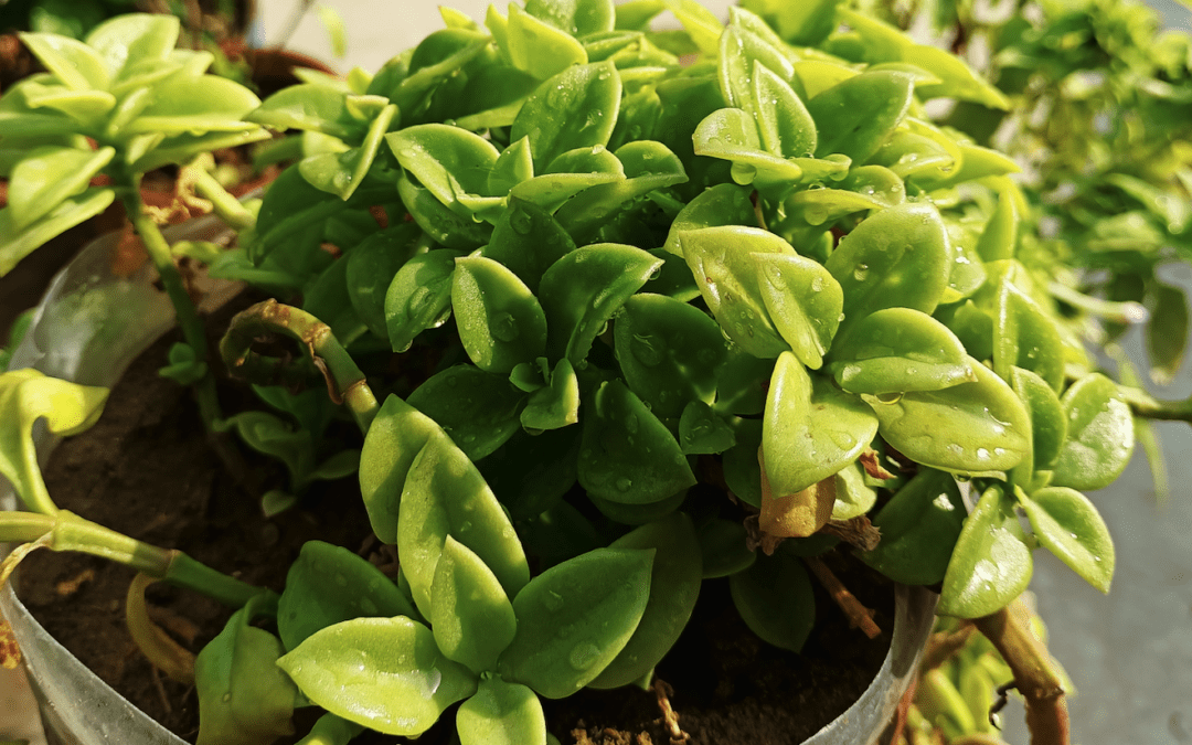 How to Propagate a Houseplant