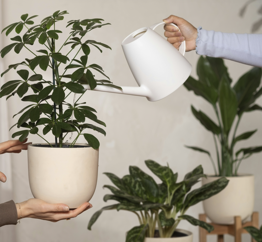 How to Water Indoor Plants Wisely - Greater Des Moines Botanical Garden