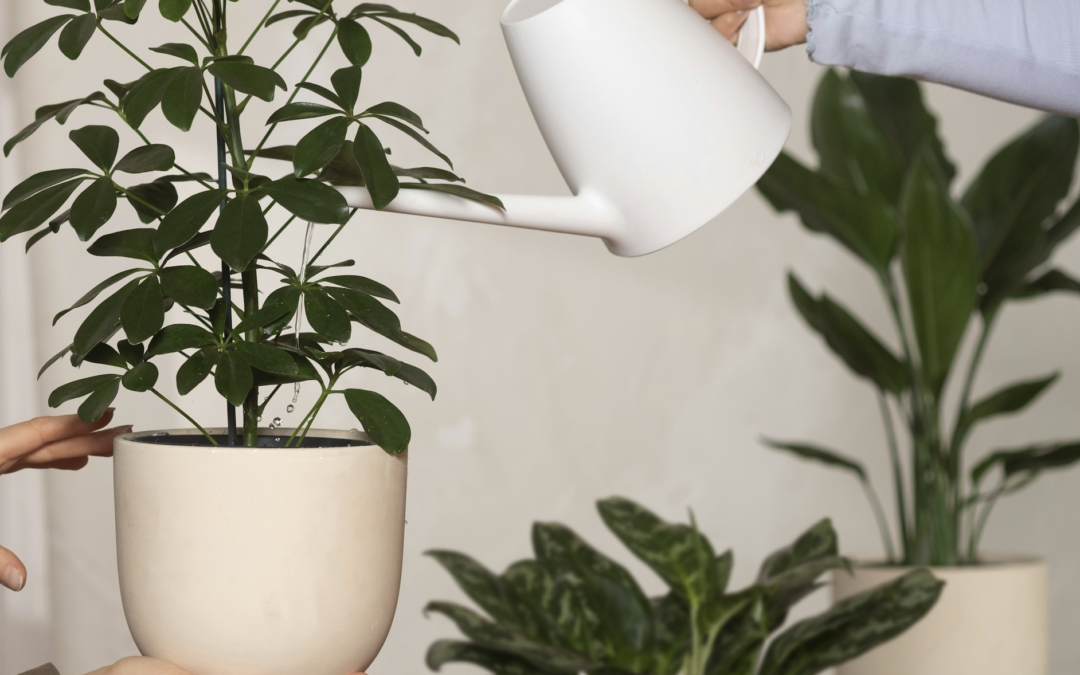 How to Water Indoor Plants Wisely