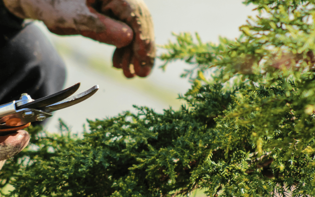 How to Prune Plants like a Pro