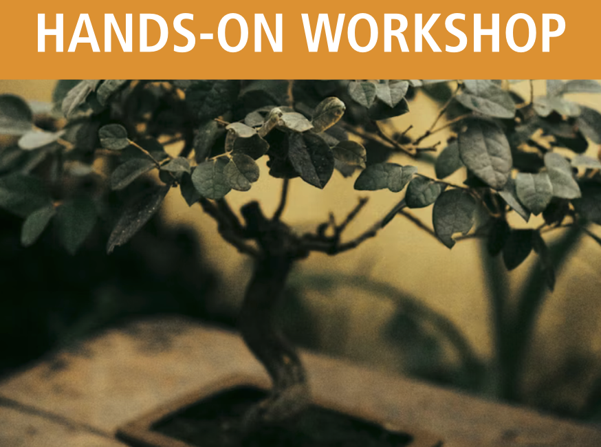 bonsai for beginners