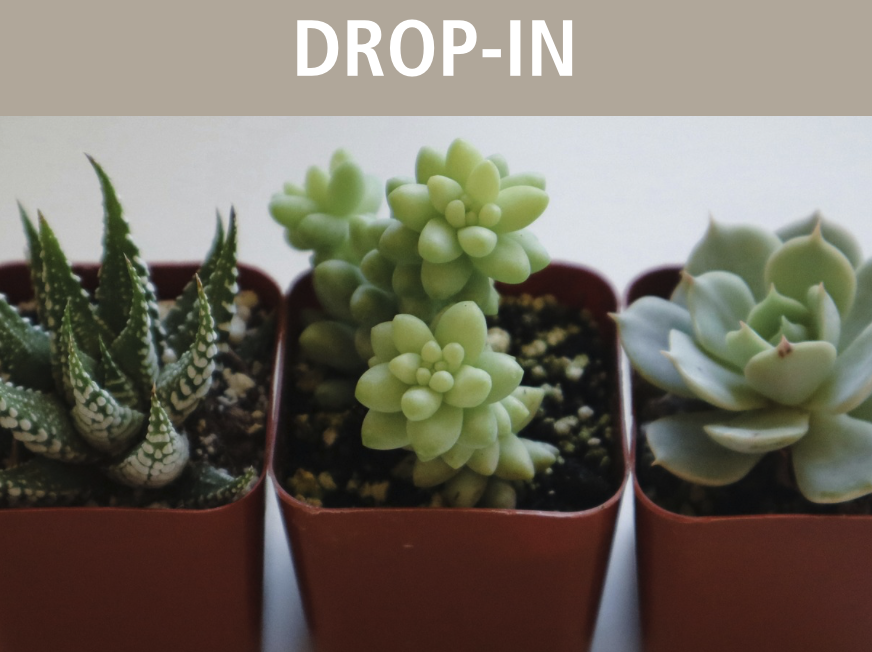 Min Succulent Drop-In