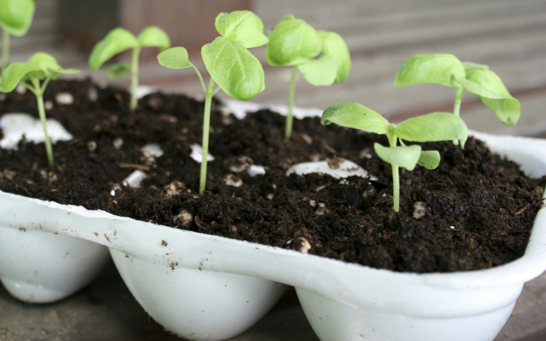 How to Plant Veggie Seeds in Recycled Containers
