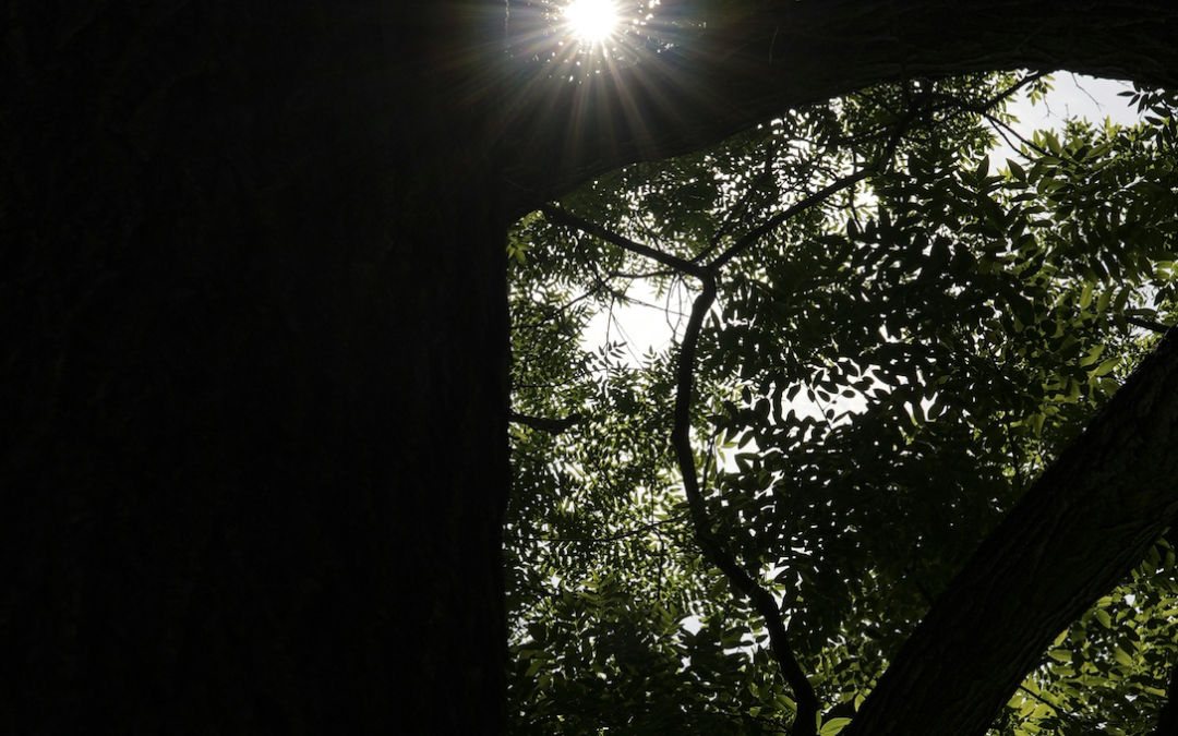 Made in the Shade