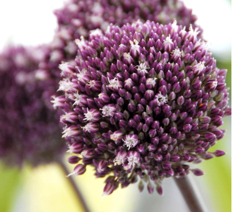 How to Enjoy Bulbs this Winter or Spring
