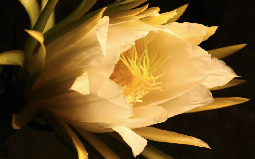 Queen of the Night