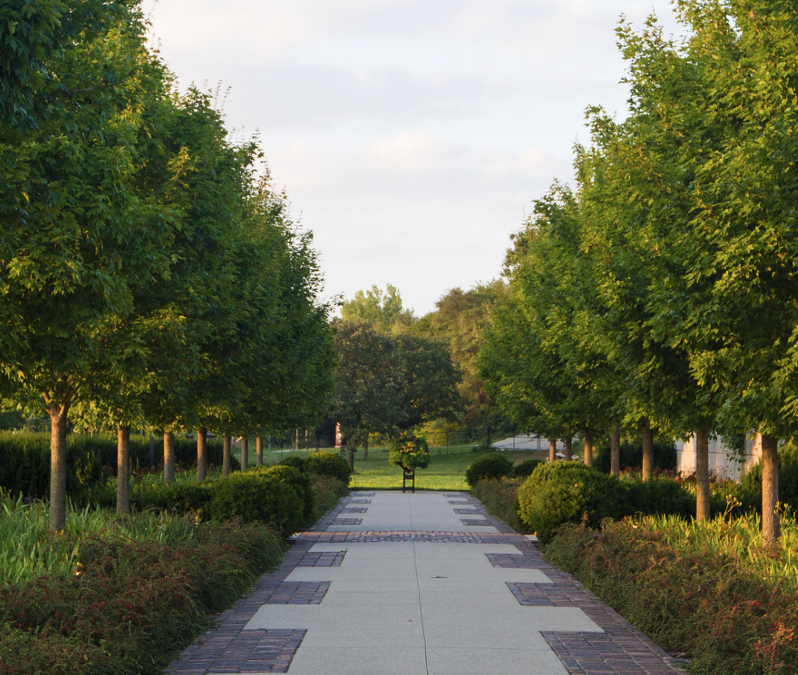 Hidden Threats to Tree Health: Girdling Roots